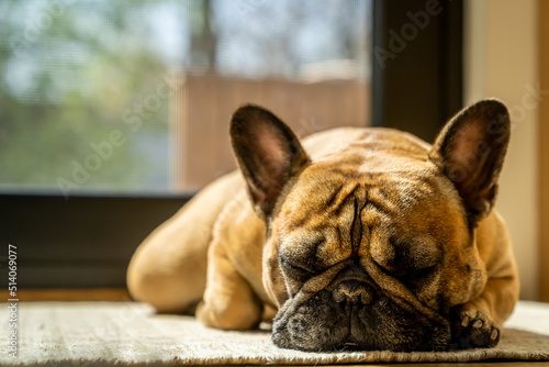 Sleeping French Bulldog  © LinedPhotography