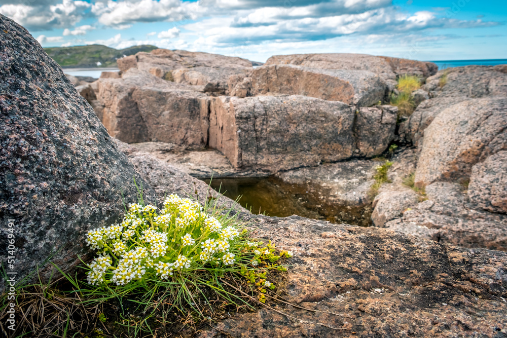 Summer polar landscape. Summer tundra. Northern flowers growing on rocks. Landscape in the vicinity of the Barents Sea. Teriberka, Russia