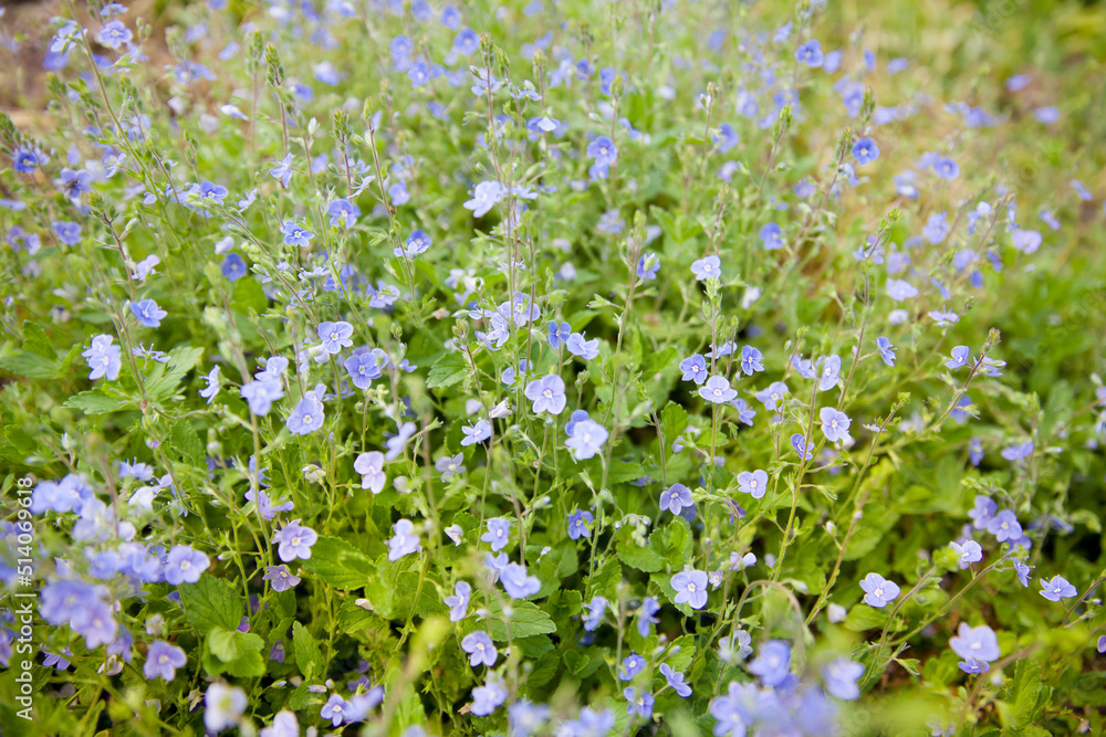 Blue forget me not flowers blooming on green background (Forget-me-nots, Myosotis sylvatica, Myosotis scorpioides). Spring blossom background. Closeup,