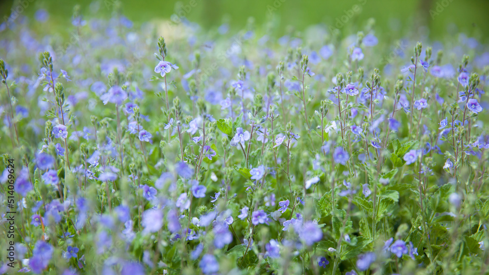 bright spring meadow with beautiful flowers in the garden during spring, Forget not me, flowers. Small blue flowers of forget-me-not on the background of green grass in a meadow in the spring forest. bright spring meadow with beautiful flowers in the garden during spring, Forget not me, flowers. Small blue flowers of forget-me-not on the background of green grass in a meadow in the spring forest.