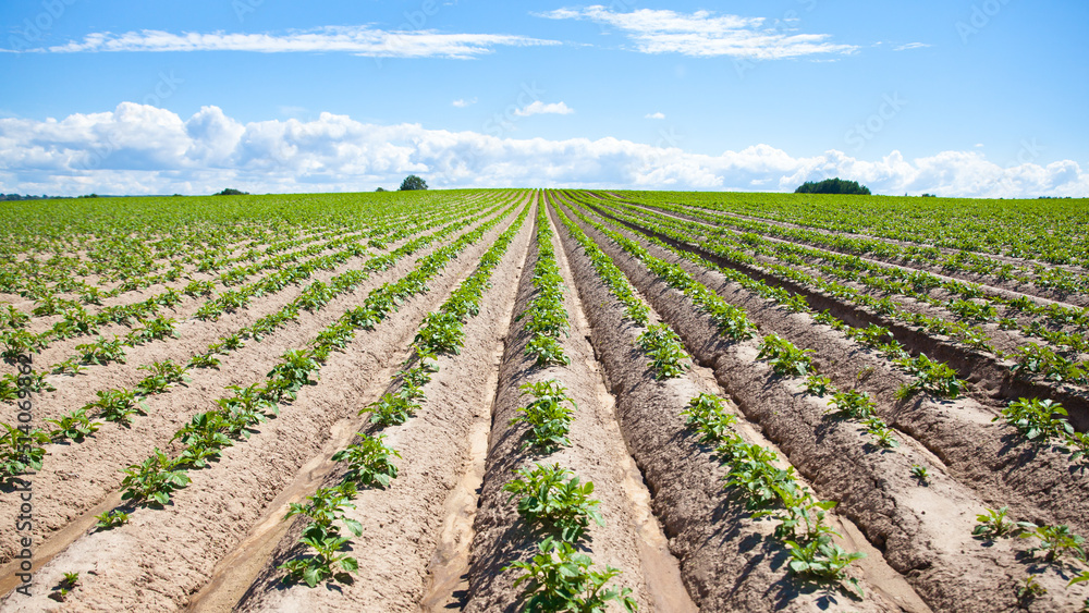 Green field of potato crops in a row. Potato plantations grow in the field on a spring sunny day. Organic vegetables. Agricultural crops. Landscape. Agriculture.