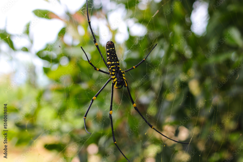 wood spider or laba-laba kayu on a spiderweb with blurred tree background found in Indonesia tropical rainforest. wood spider or laba-laba kayu on a spiderweb with blurred tree background found in Indonesia tropical rainforest.