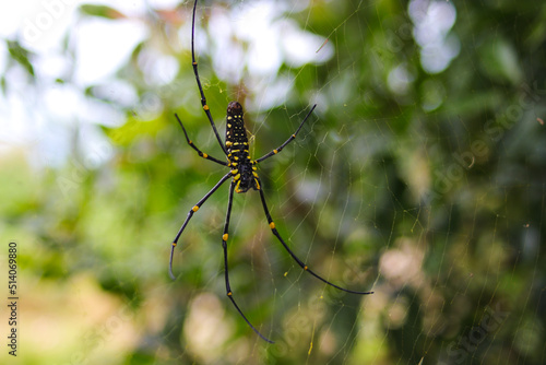 wood spider or laba-laba kayu on a spiderweb with blurred tree background found in Indonesia tropical rainforest.