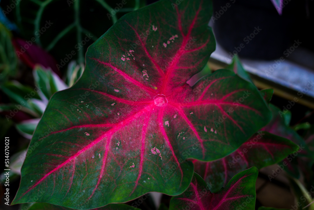 Caladium Hearts Delight with green leaves and red veins with blurred