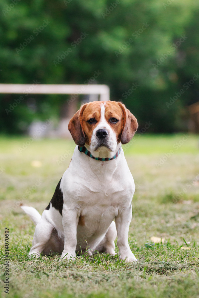 beagle dog sitting on the grass beagle dog sitting on the grass