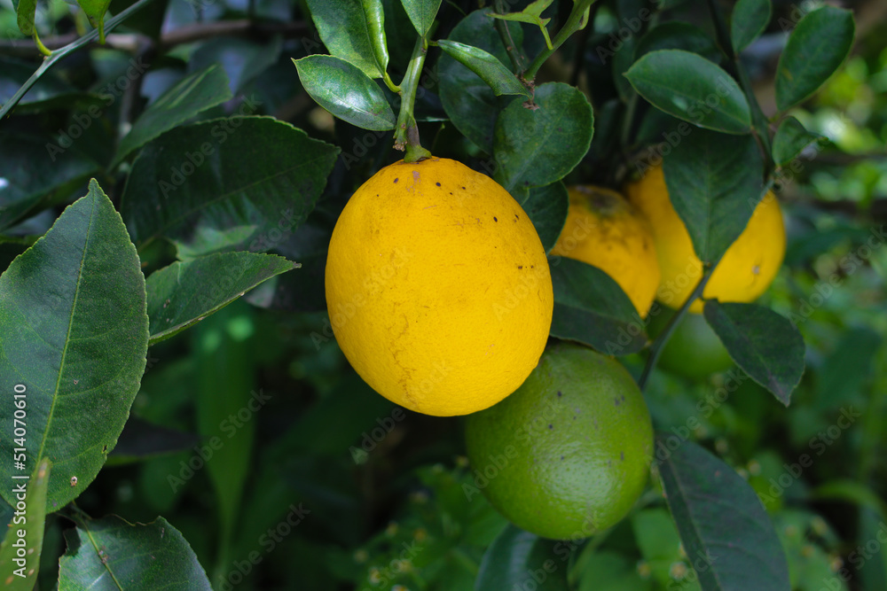 Fresh ripe yellow lemon hanging on lemon tree is ready to harvest in a lemon orchard