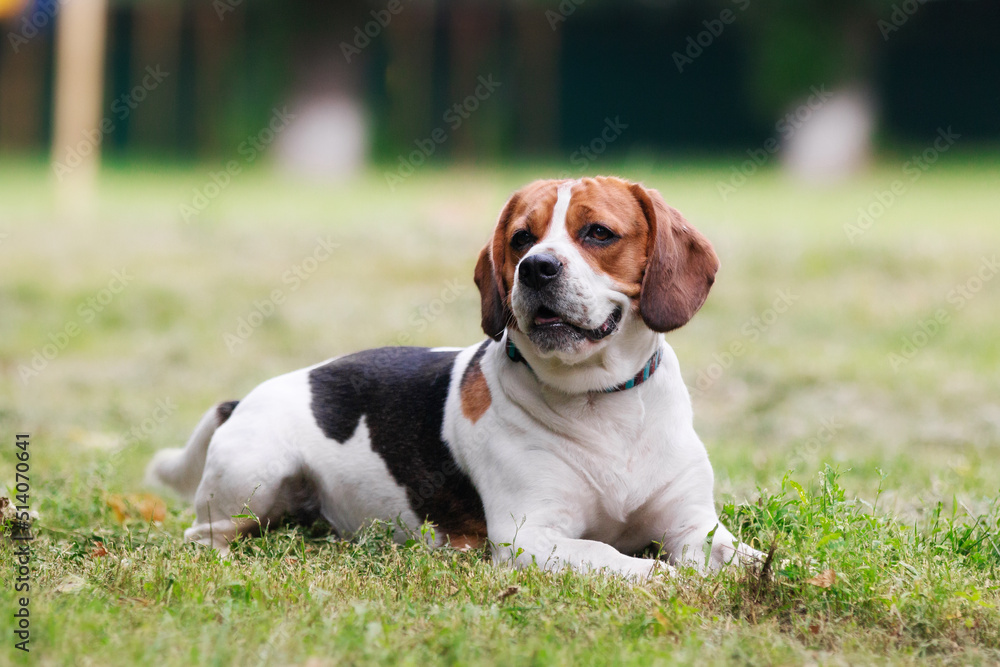 beagle dog in the park