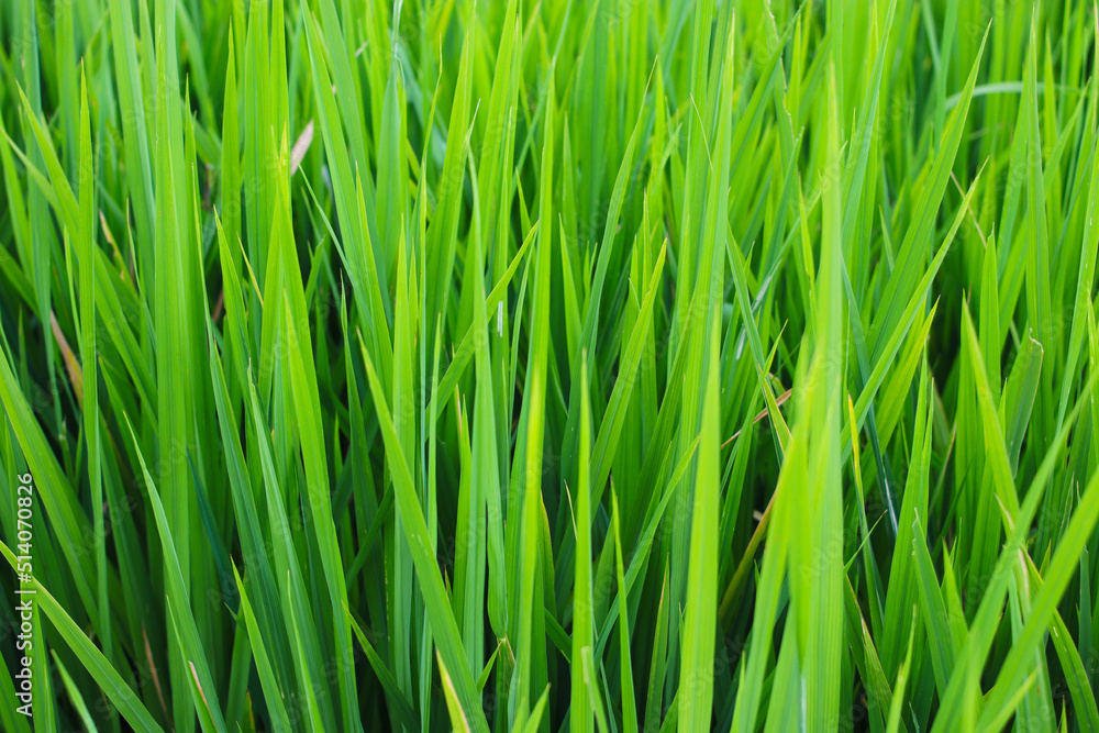 Beautiful green rice fields texture background Beautiful green rice fields texture background