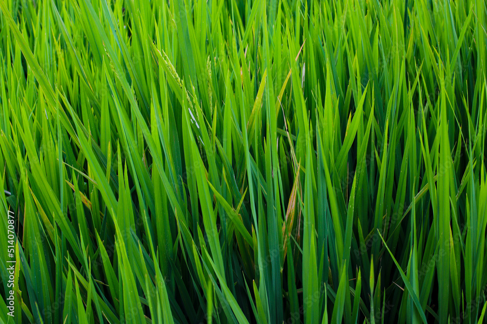 Beautiful green rice fields texture background Beautiful green rice fields texture background