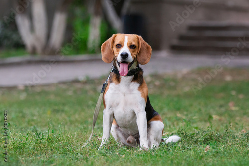 Fototapeta Naklejka Na Ścianę i Meble -  beagle dog in the park