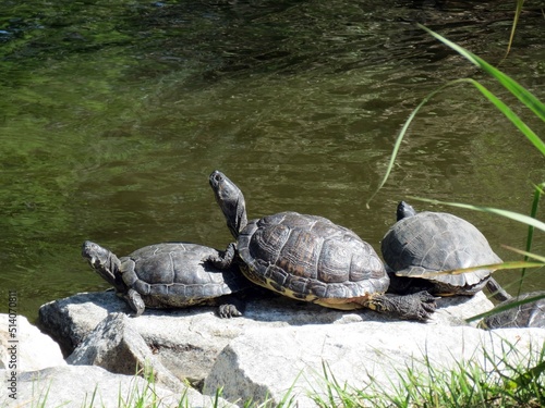 turtle on a rock