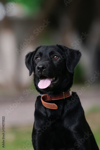 black Labrador dog portrait in the park