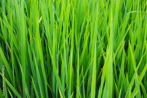 Beautiful green rice fields texture background