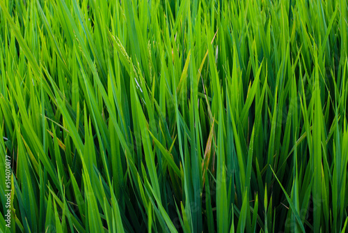 Beautiful green rice fields texture background