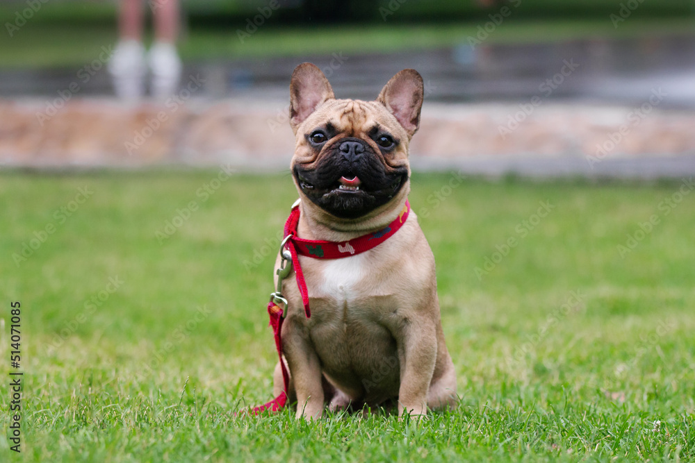 french bulldog dog in the park
