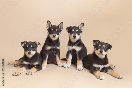 Hero therapy dogs in training enjoy their second set of puppy pet portraits and practice good listen and excellent sit - husky rescue blend edition © TheColorDana