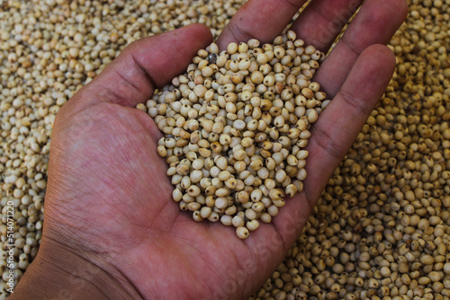 Hand holding a handful of white sorghum or jowar grains with blurred grains background