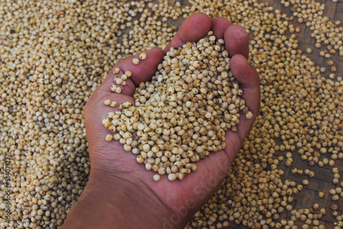 Hand holding a handful of white sorghum or jowar grains with blurred grains background