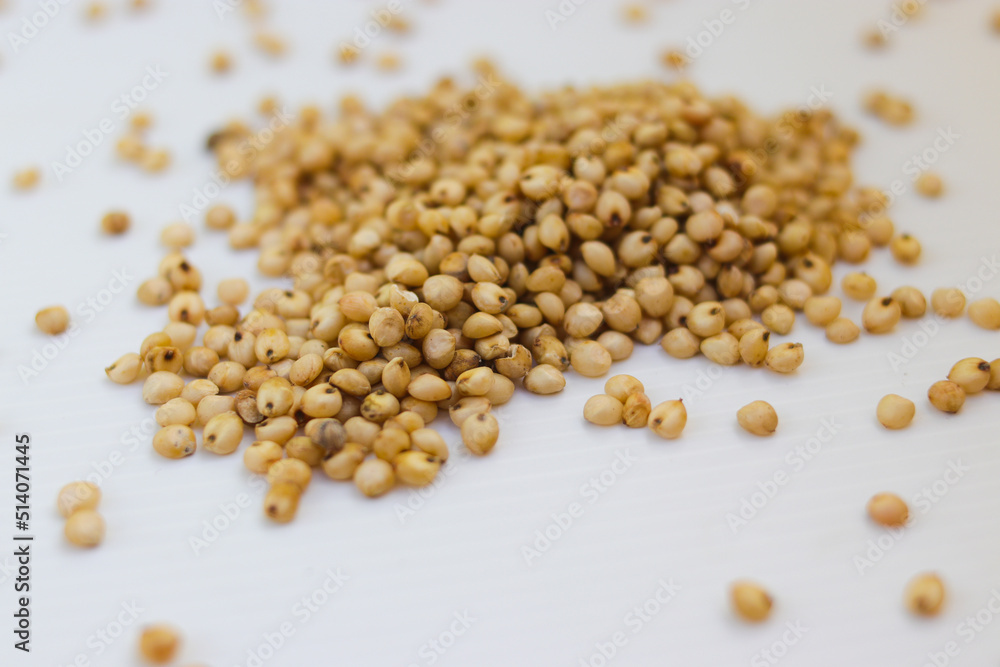 Hand holding a handful of white sorghum or jowar grains with blurred grains background Hand holding a handful of white sorghum or jowar grains with blurred grains background