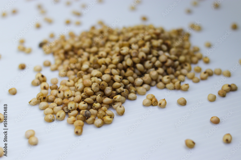 Hand holding a handful of white sorghum or jowar grains with blurred grains background Hand holding a handful of white sorghum or jowar grains with blurred grains background