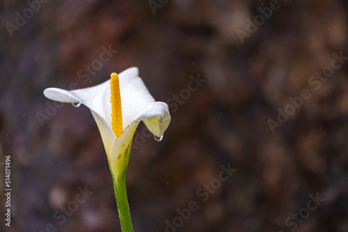 Calla II