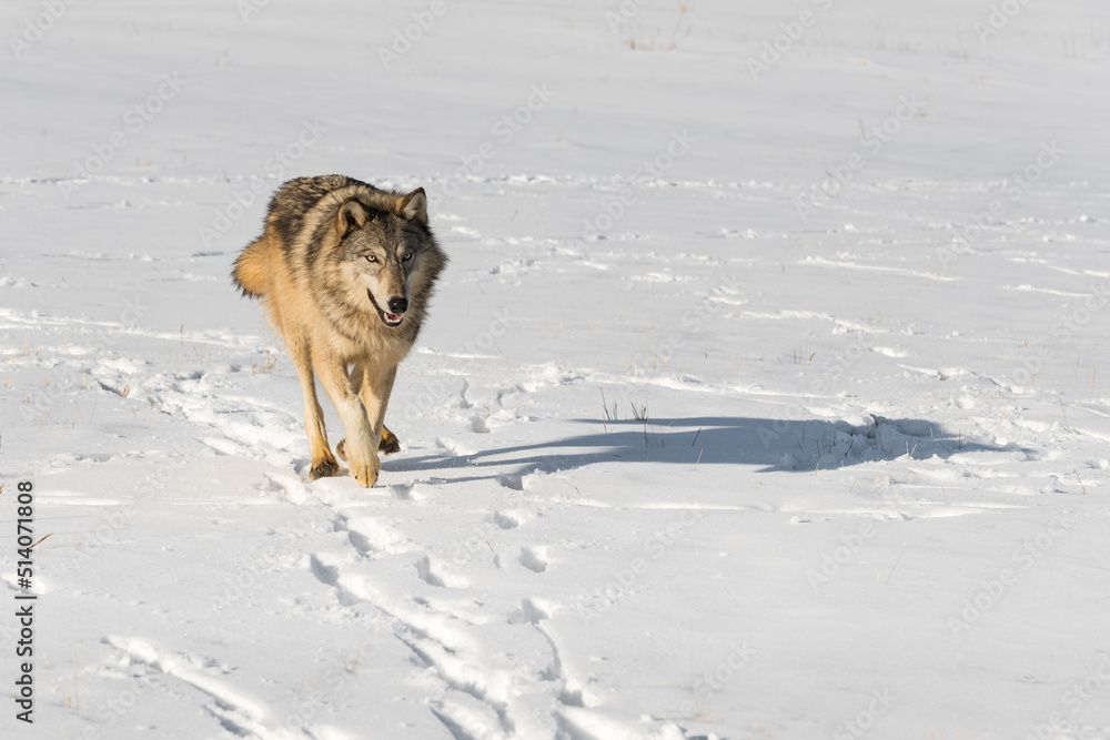 Grey Wolf (Canis lupus) Runs Forward in Snowy Field Winter Grey Wolf (Canis lupus) Runs Forward in Snowy Field Winter