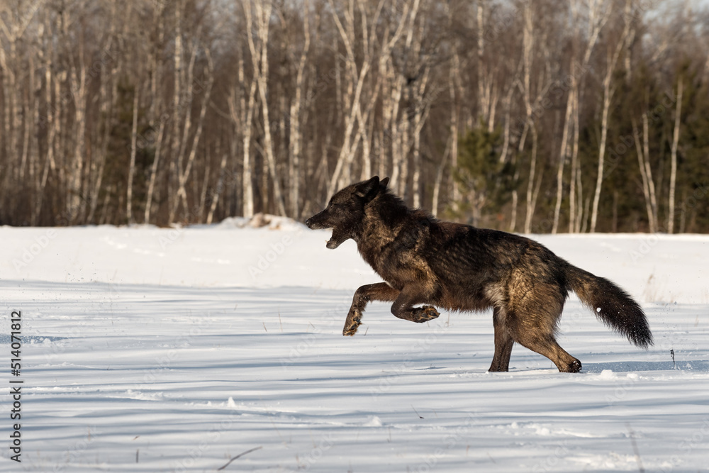 Black Phase Grey Wolf (Canis lupus) Runs Left in Snowy Field Winter