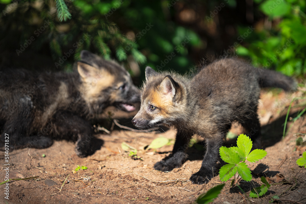 Red Fox (Vulpes vulpes) Kit Together at Den Summer Red Fox (Vulpes vulpes) Kit Together at Den Summer