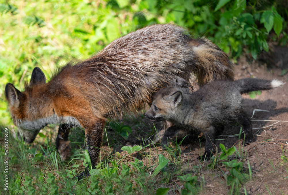 Red Fox (Vulpes vulpes) Kit Walks With Adult at Densite Summer Red Fox (Vulpes vulpes) Kit Walks With Adult at Densite Summer