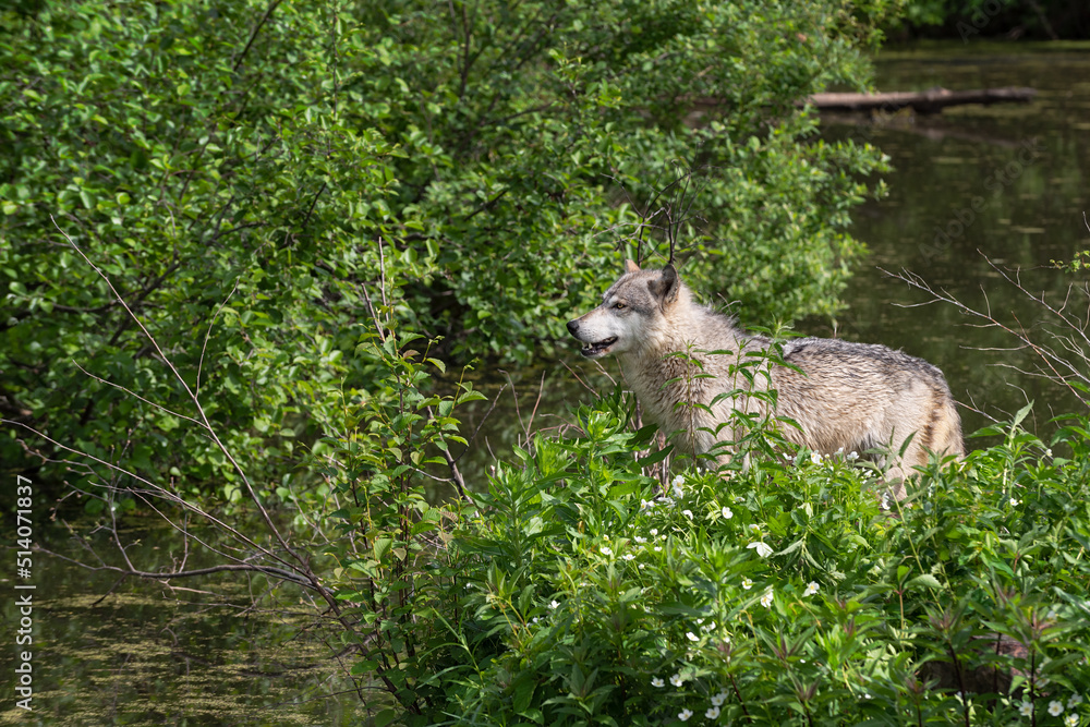 Grey Wolf (Canis lupus) Stands on Shore Looking Left Summer Grey Wolf (Canis lupus) Stands on Shore Looking Left Summer