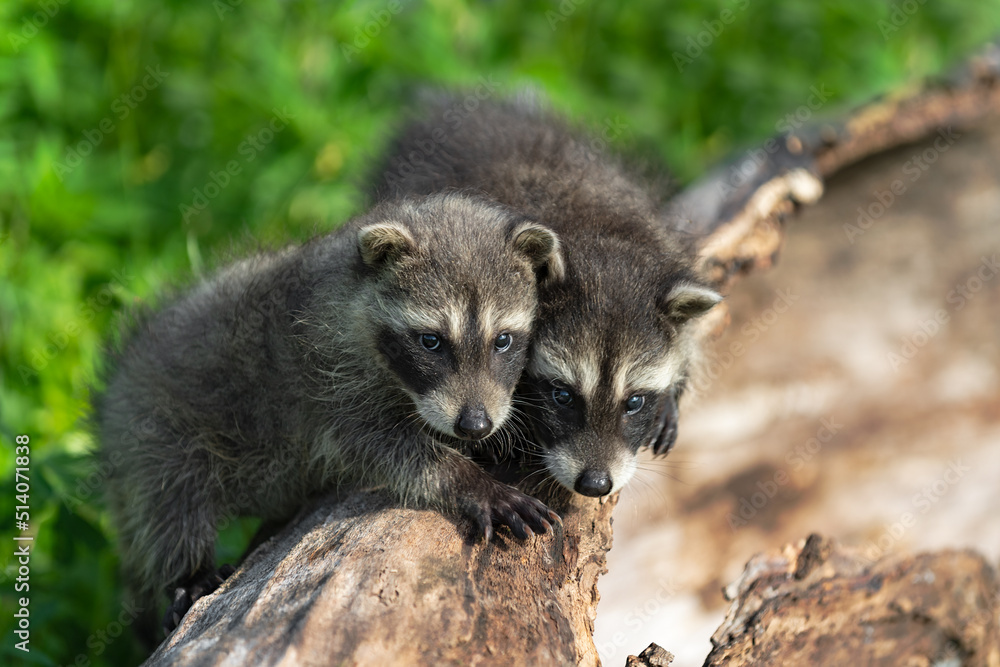 Raccoons (Procyon lotor) Look Out From Log Summer Raccoons (Procyon lotor) Look Out From Log Summer