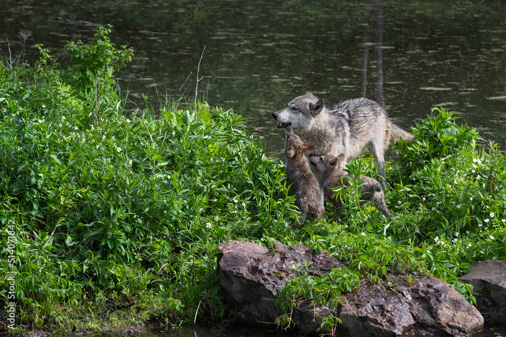 Fototapeta premium Grey Wolf (Canis lupus) Pups Jump Up to Greet Adult Summer