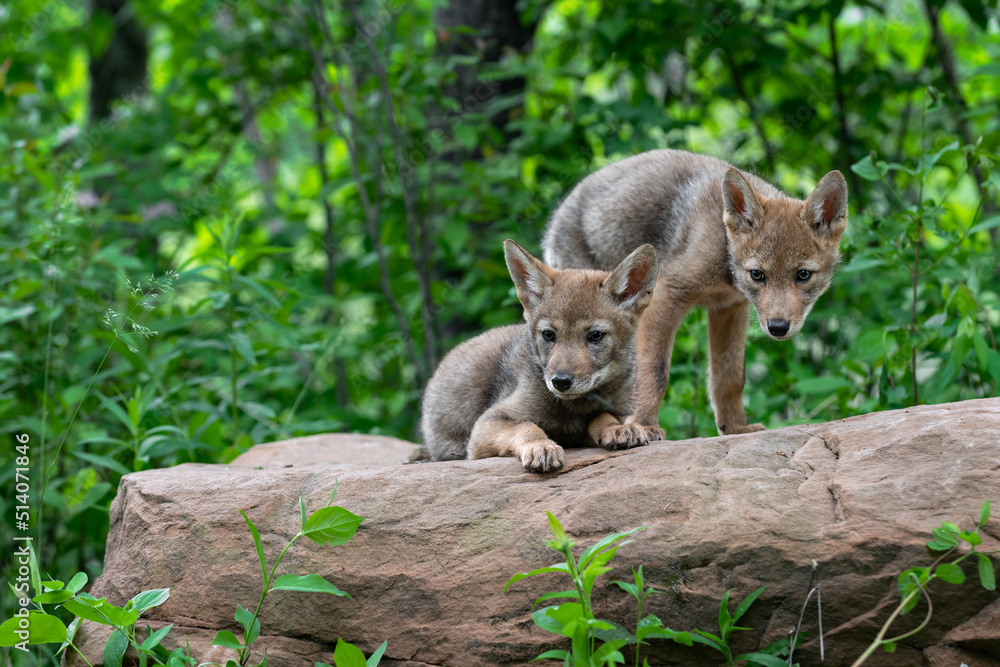 Obraz premium Coyote Pups (Canis latrans) Stare Out From Atop Rock Summer