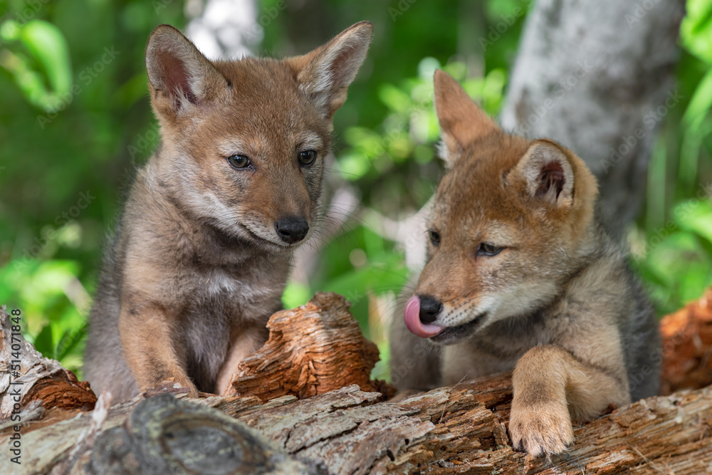 Coyote Pups (Canis latrans) Ears Cocked to Each Other on Log Summer