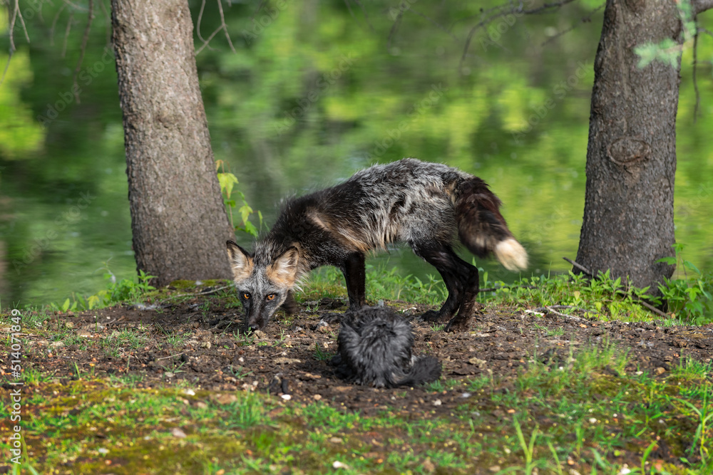 Adult Cross Fox (Vulpes vulpes) and Kit Face Off on Island Summer Adult Cross Fox (Vulpes vulpes) and Kit Face Off on Island Summer