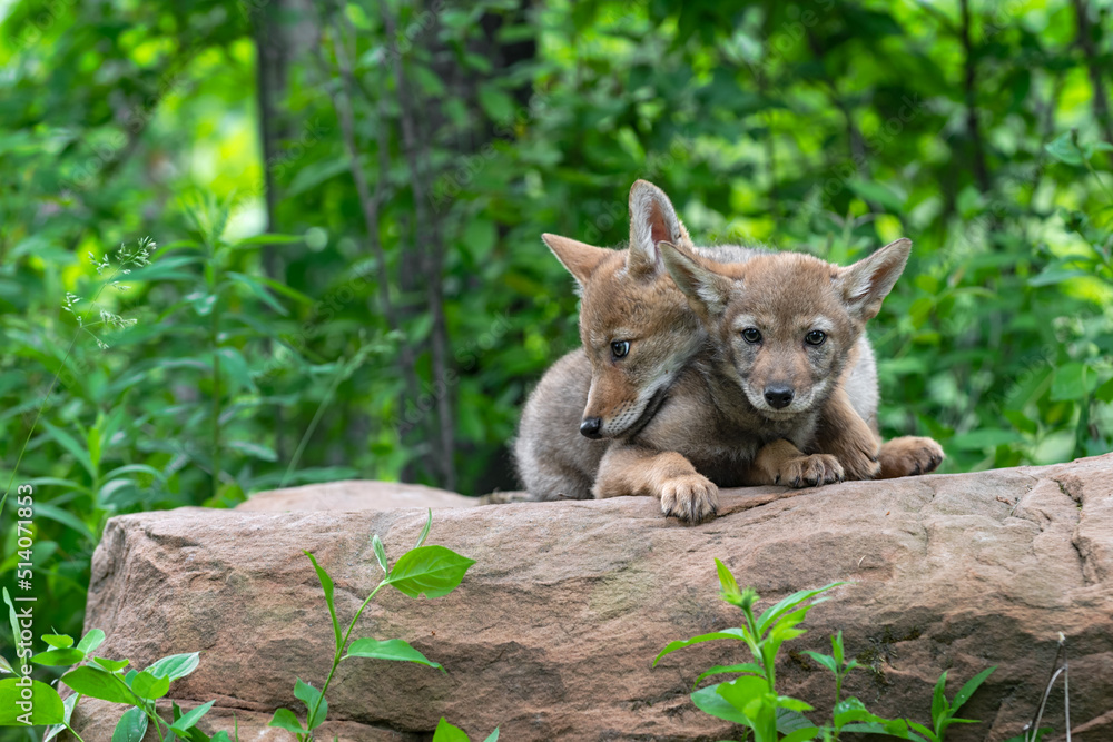 Coyote Pup (Canis latrans) Lies With Head Over Neck of Sibling Summer Coyote Pup (Canis latrans) Lies With Head Over Neck of Sibling Summer