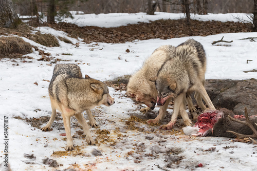 Grey Wolves (Canis lupus) Snarls at Each Other Near Deer Carcass Winter © geoffkuchera