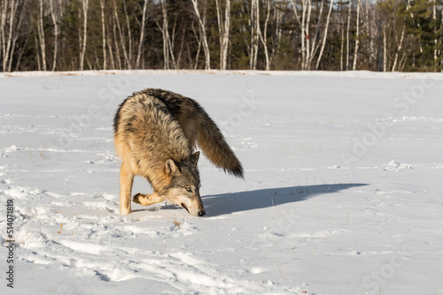 Grey Wolf (Canis lupus) Turns to Sniff in Snow Winter