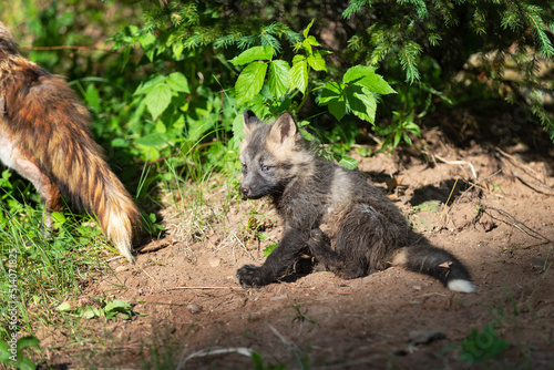 Red Fox  Vulpes vulpes  Kit Sits Looking Side Eye at Den Summer