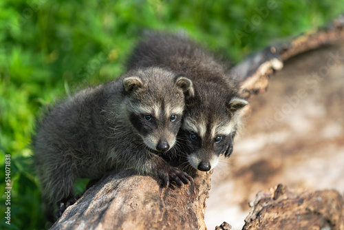 Raccoons (Procyon lotor) Look Out From Log Summer © geoffkuchera