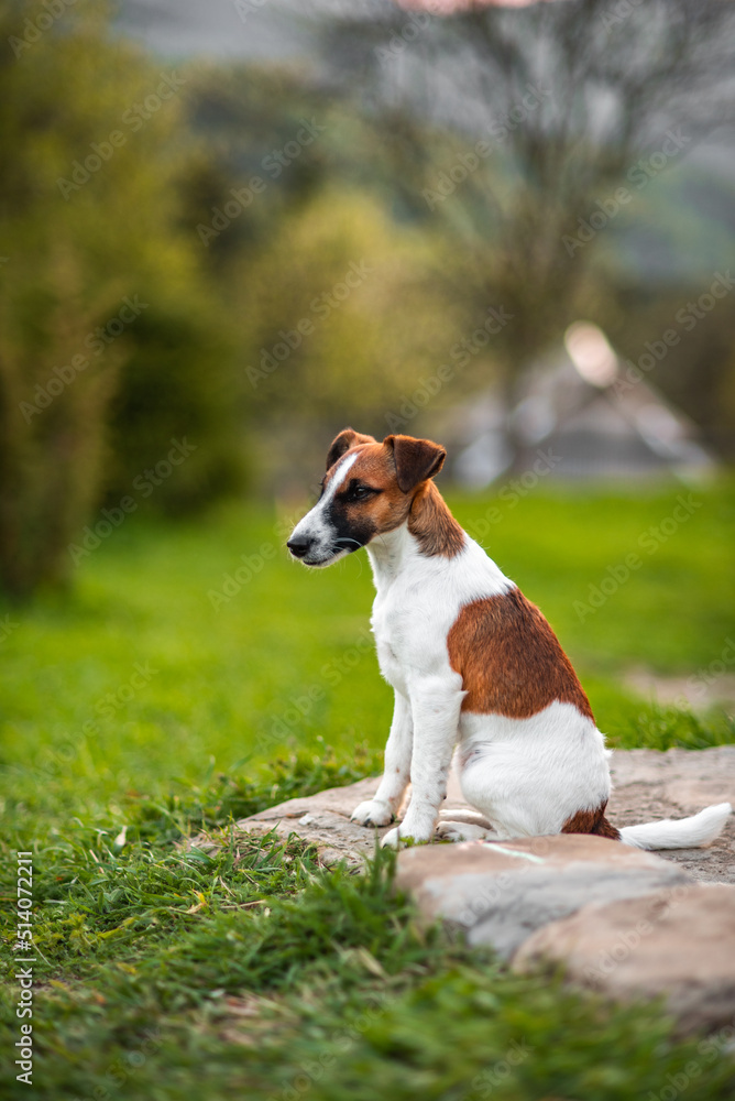 Super Cute Pedigree Smooth Fox Terrier Dog Stands Aware on the Lawn. Happy Little Puppy Having Fun on the Backyard. Sunny Day Outdoors