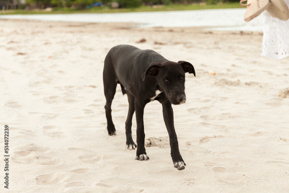 Dog walking on the beach. Dog concept. man's best friend concept. Dog walking on the beach. Dog concept. man's best friend concept.