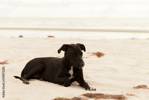 Dog walking on the beach. Dog concept. man's best friend concept.