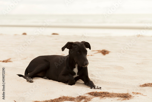 Dog walking on the beach. Dog concept. man's best friend concept.