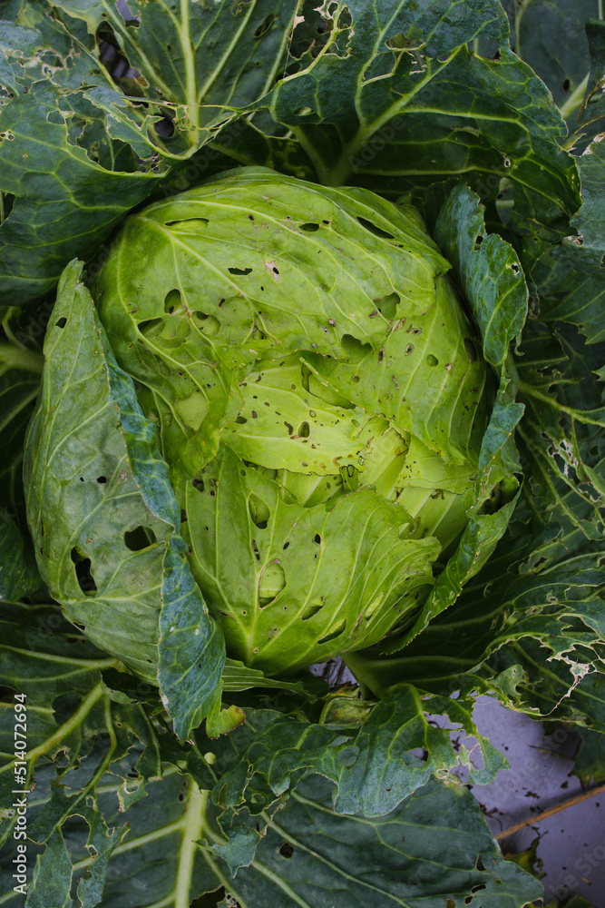 Obraz premium Top view of cabbage with several holes is attacked by viral diseases and biological pests and physiological disorders in the garden
