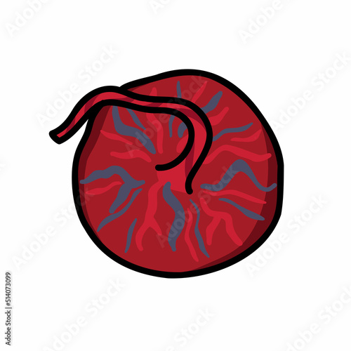 placenta doodle icon, vector color line illustration