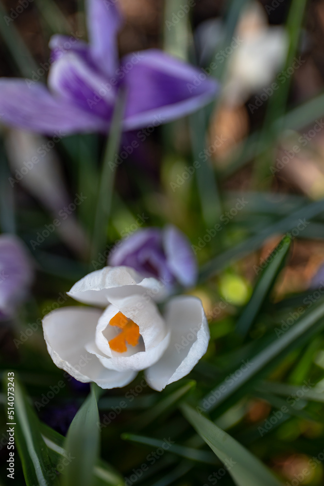 Closeup of white and purple crocuses, beautiful flowers in spring Closeup of white and purple crocuses, beautiful flowers in spring