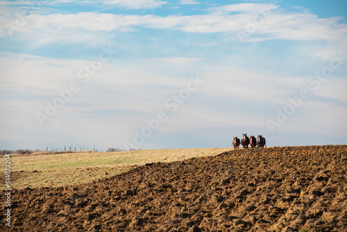 Fotografie Amish man plowing with his four horses under a cloudy blue sky | Holmes County,