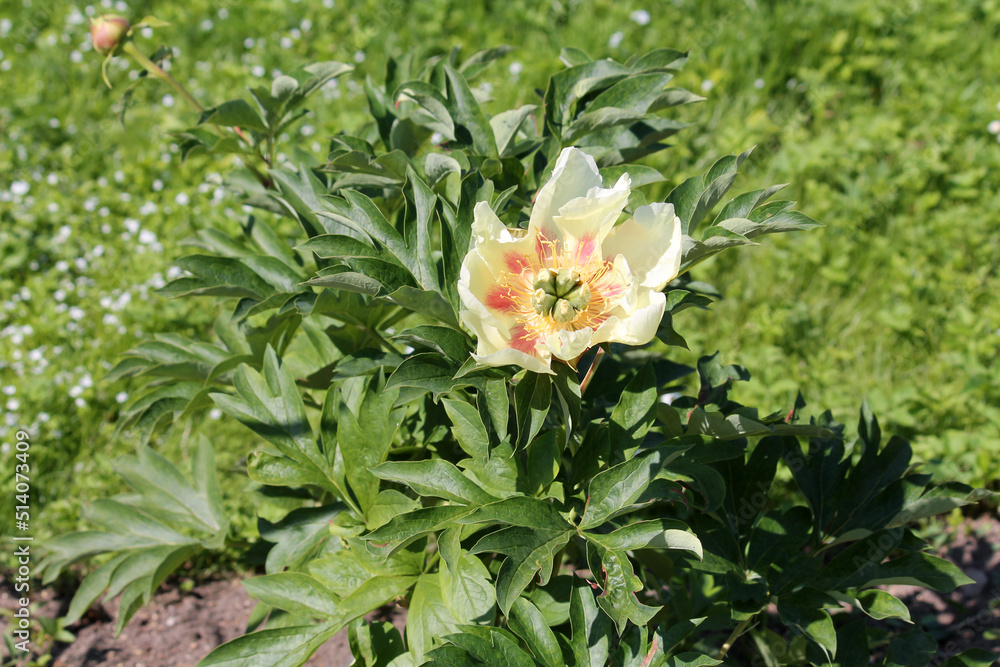 Yellow peony flower (Itoh hybrid, cultivar Prairie Charm) in garden Yellow peony flower (Itoh hybrid, cultivar Prairie Charm) in garden
