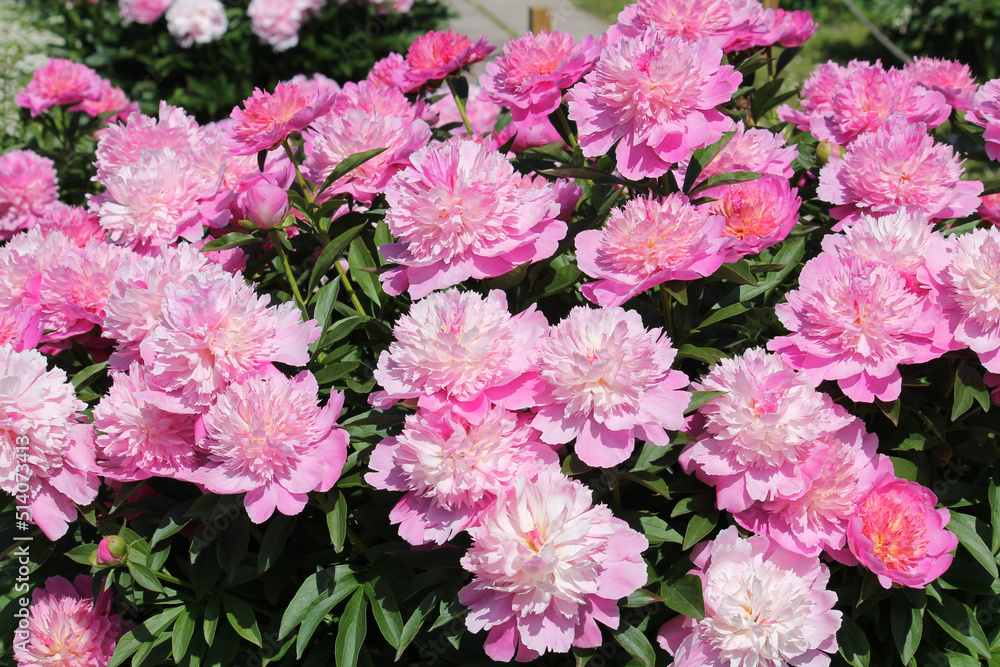 Pink double flowers of Paeonia lactiflora (cultivar Coral Pink). Flowering peony in garden